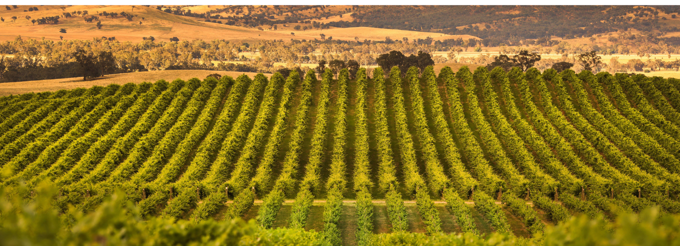 Tumblong Hills vineyard with the mountains 